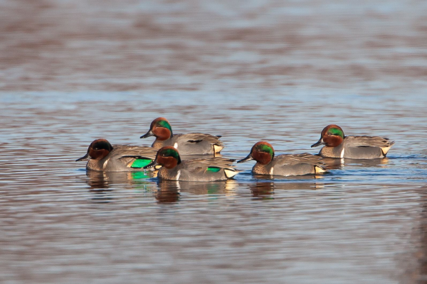 5 ducks floating in water